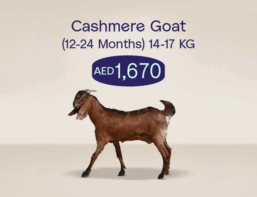 Udhiya_Website_tile_902x691_cashmeregoat_1_8ae4ac3cbf