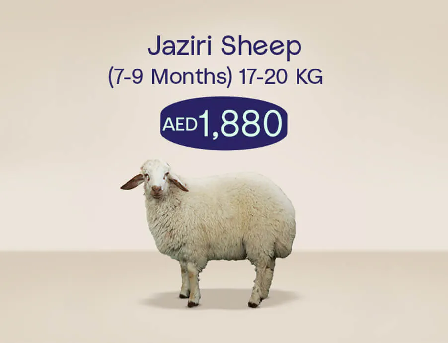 Udhiya_Website_tile_902x691_jazirisheep_1_6d3e65629e